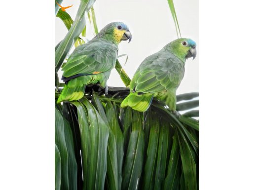 Amazon amazonica papağanı yavrular mevcut 