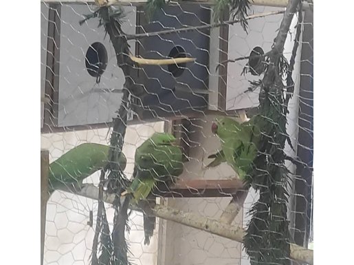 Takım yada tek Pakistan Papağanı 