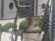 Takım yada tek Pakistan Papağanı 