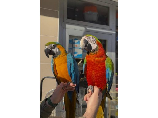 EĞİTİMLİ ARA MACAW PAPAĞANLARIMIZ GÜVENLİ GÖNDERİM MEVCUT