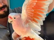TÜRKİYEDE TEK FUL EVCİL İNCA CACADU PAPAĞANIMIZ GÖNDERİM VAR