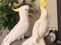 EVCİL KONUŞAN TRİTON SÜLFÜR CACADU PAPAĞANIMIZ GÖNDERİM VAR