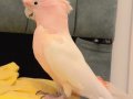 TÜRKİYEDE TEK FUL EVCİL İNCA CACADU PAPAĞANIMIZ GÖNDERİM VAR