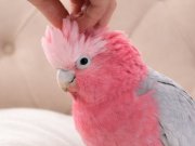 GEVEZE KONUŞAN EVCİL GÜL KAKADU 