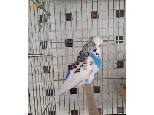 Kaliteli Damızlıklar Ve Yavrular 