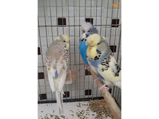 Renk Güzeli İri Muhabbet Kuşları 