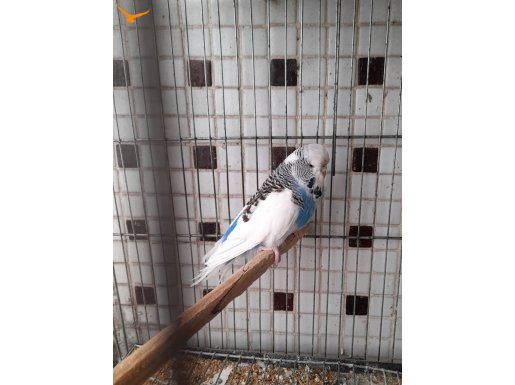 Kaliteli Damızlık Dişiler 