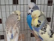 Renk Güzeli İri Muhabbet Kuşları 