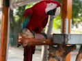 Full eğitimli evcil ara macaw 