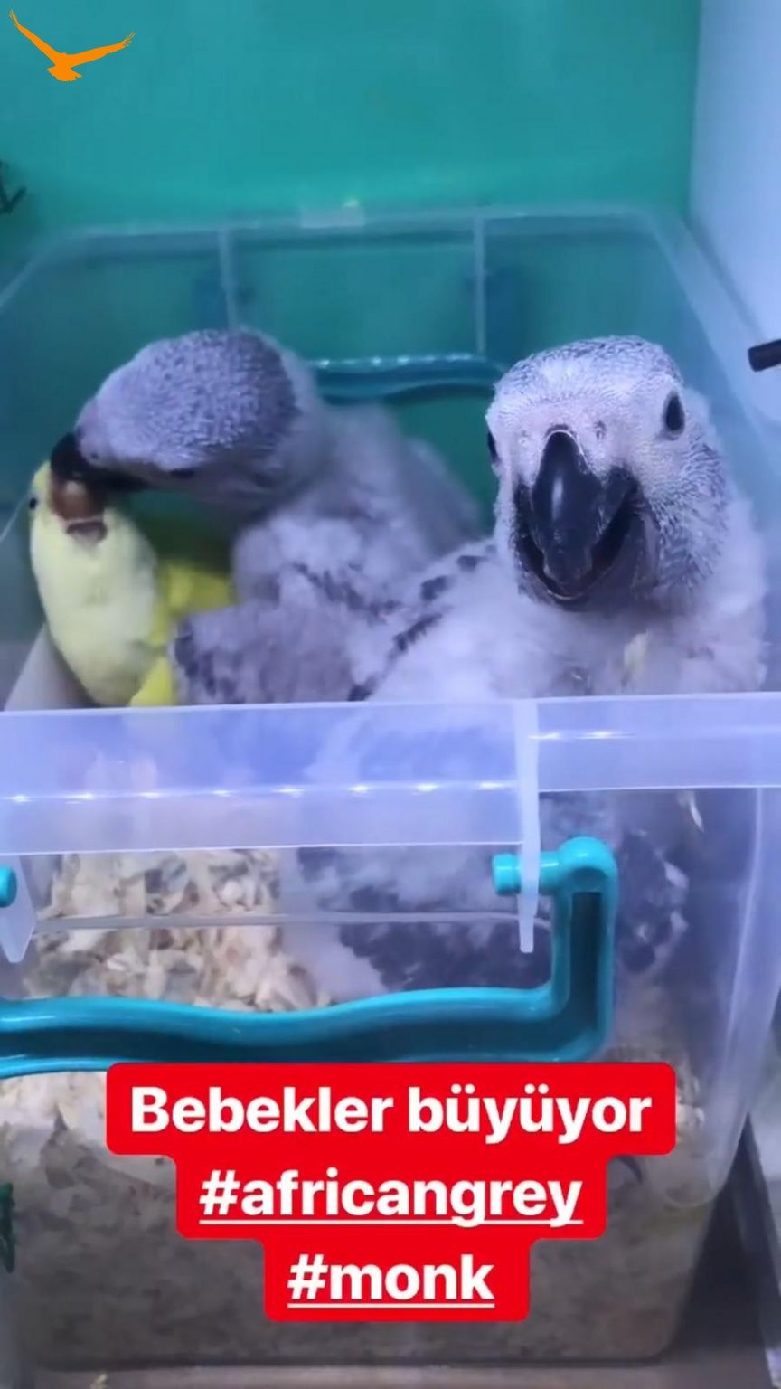 Bebek jako 25762 KUŞ PAZARI