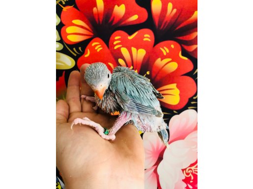 Bebek Indian Ringneck ( Pakistan Papağanı )