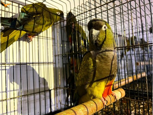 Cites ve Faturalı Patagonya Konur Papağanı