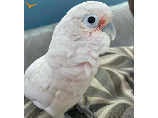 BEBEK KAKADU