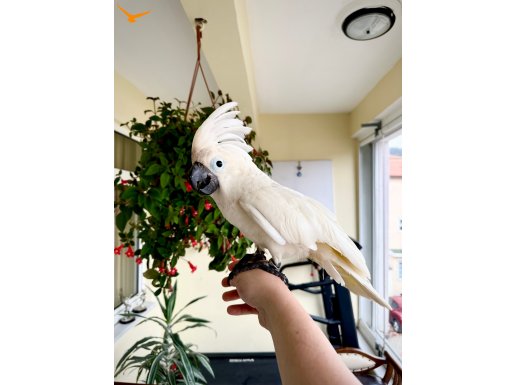 BEBEK UMBRELLA KAKADU