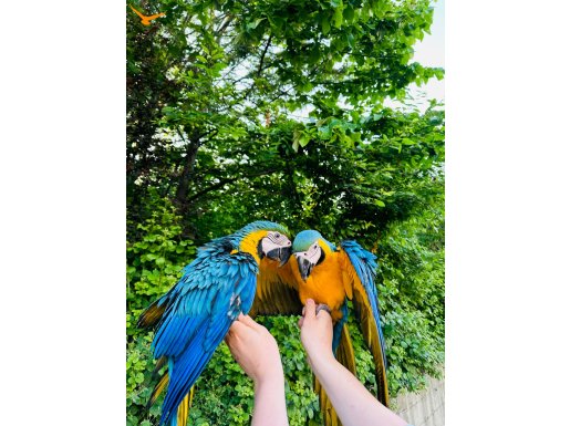Bebek macawlar