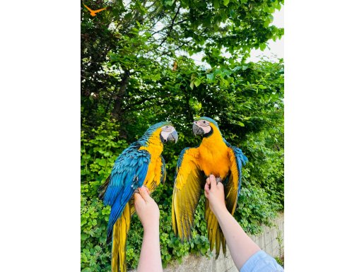 EL BESLEME BEBEK MACAW