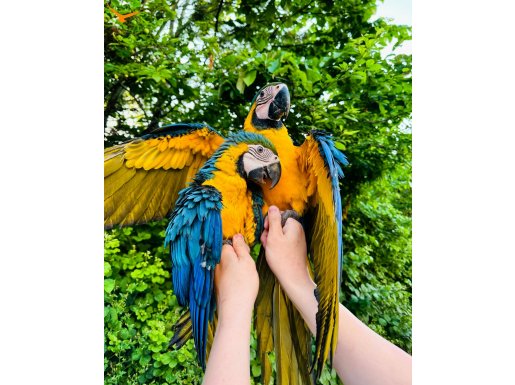 EL BESLEME BEBEK MACAW