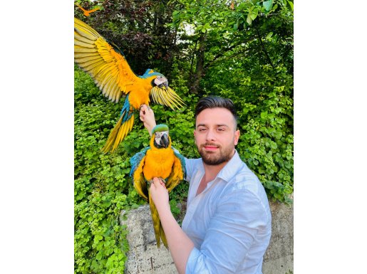 EL BESLEME BEBEK MACAW