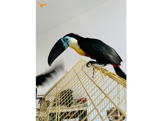 CHANNEL BILLED TOUCAN