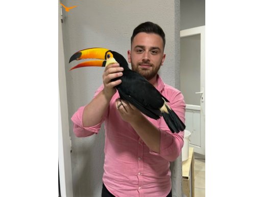 TOCO TOUCAN