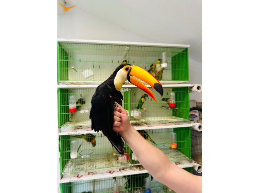 TR'DE İLK EVRAKLI TOCO TOUCAN