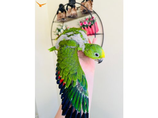 SARI ALIN AMAZON BEBEJ