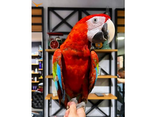 KIRMIZI MACAW