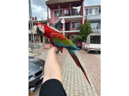 Kırmızı Macaw