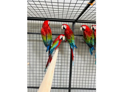 KIRMIZI MACAW ARA PAPAĞANLARI