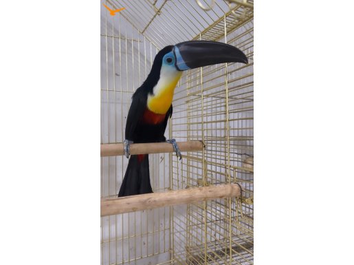 CHANNEL BİLLED TOUCAN