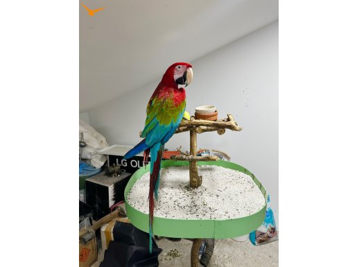 KIRMIZI MACAW 