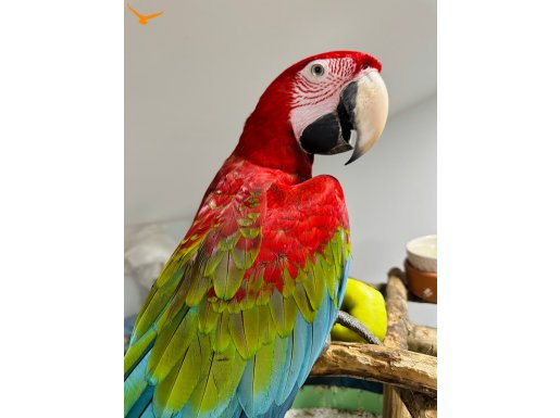 KIRMIZI MACAW ARA