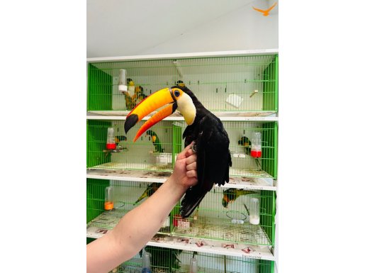 Toco toucan