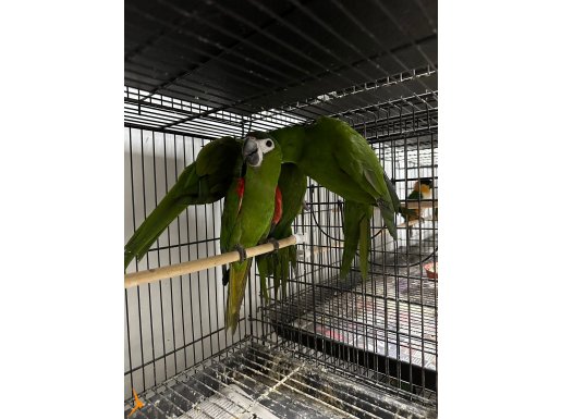 Cüce macawlar