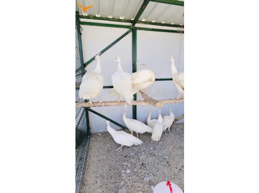 KLASİK TAVUS KUŞU