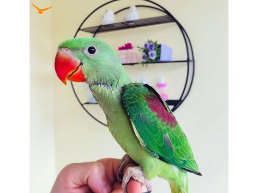 BEBEK ALEXANDER PAPAĞANI