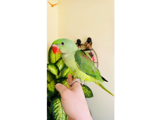 El Besleme Bebek Alexander Papağanı