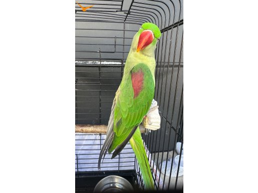 Konuşan Evcil Alexander Papağanı