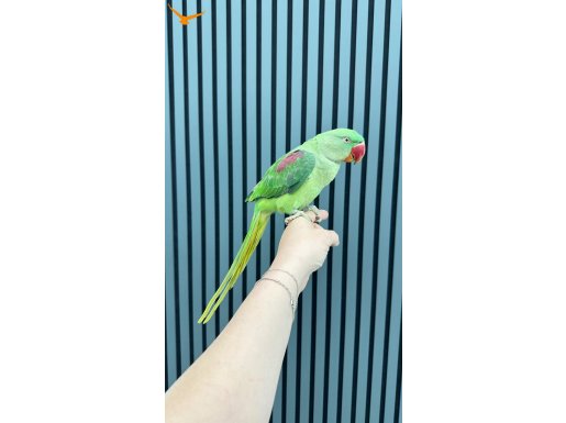 YAVRU ALEXANDER PAPAĞANI