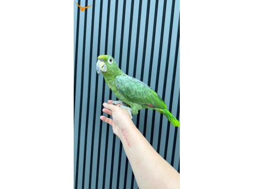 ÇOK KONUŞAN AMAZON PAPAĞANI