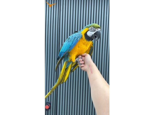 MACAW PAPAĞANI