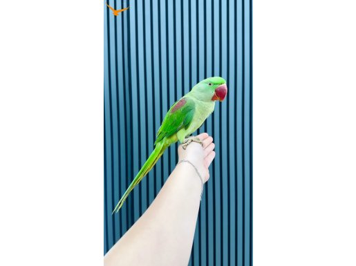 YAVRU ALEXANDER PAPAĞANI