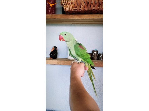 ALEXANDER PAPAĞANI YAVRU