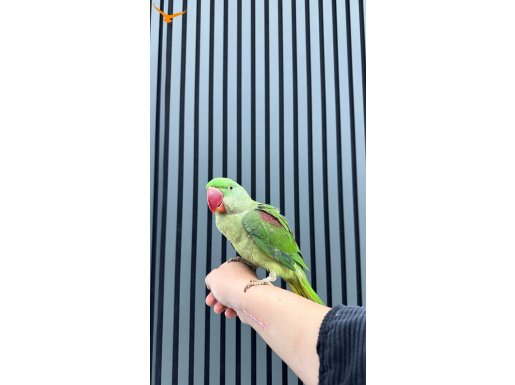 YAVRU ALEXANDER PAPAĞANI