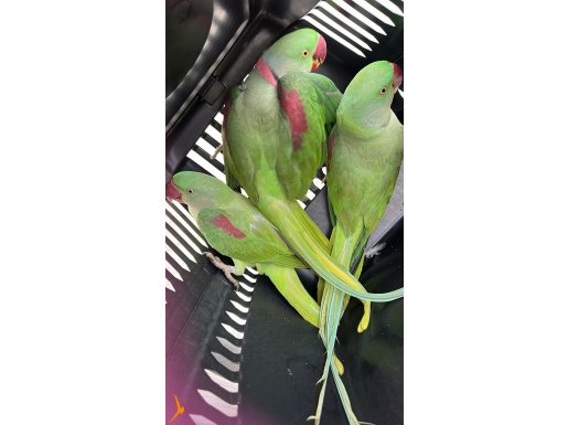 ALEXANDER PAPAĞANLARI