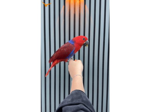 BEBEK ECLECTUS PAPAĞANI