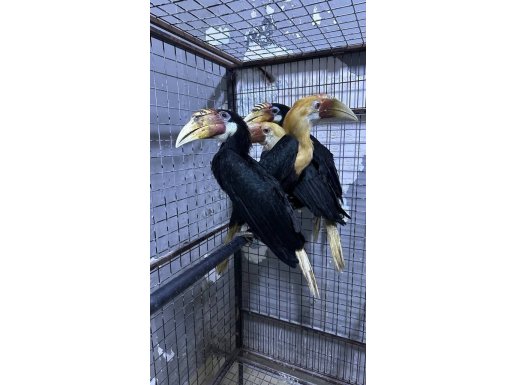 Hornbill 