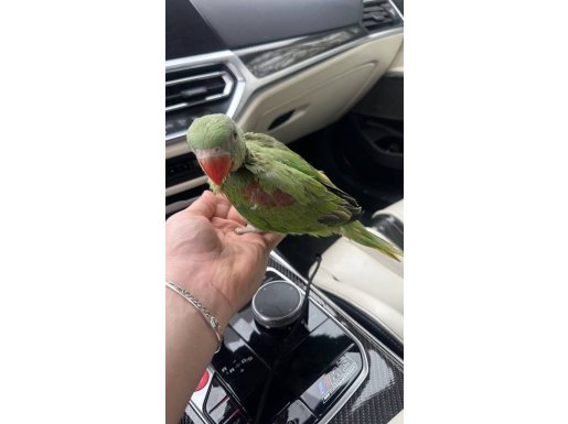 Bebek Alexander Papağanı