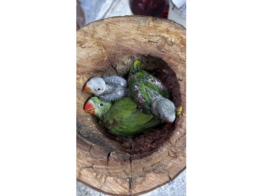 Bebek Alexander Papağanları