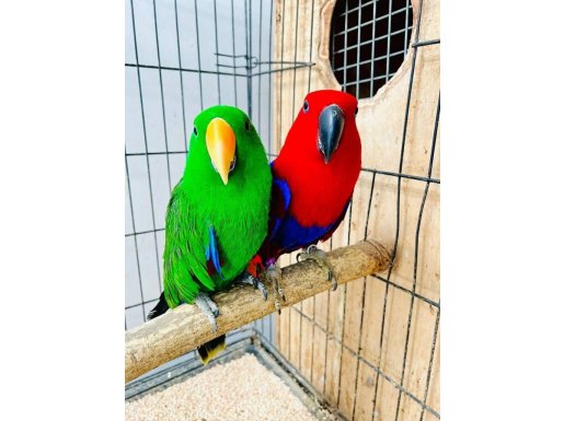 ECLECTUS PAPAĞANI